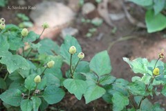 Spilanthes oleracea